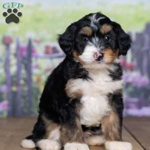Dexter, Mini Bernedoodle Puppy